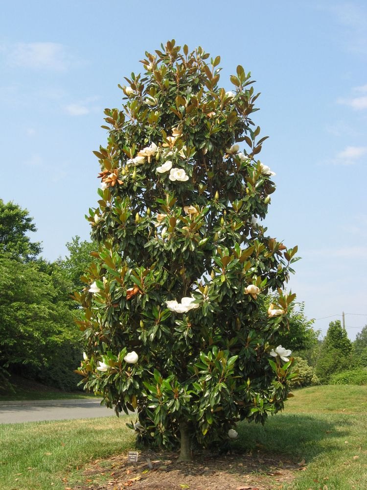 Magnolie sudică (Magnolia grandiflora)