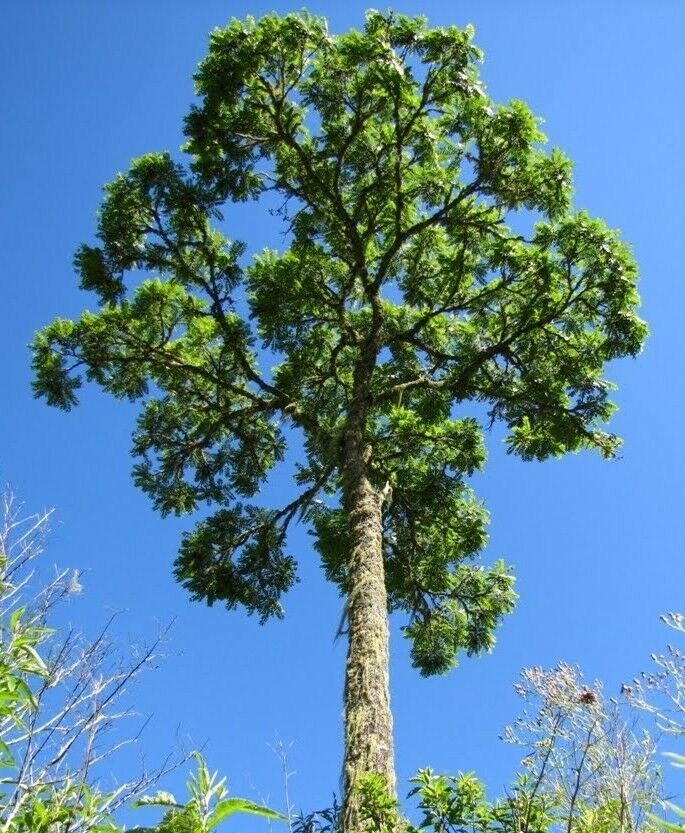 Cedru spaniol (Cedrela odorata)