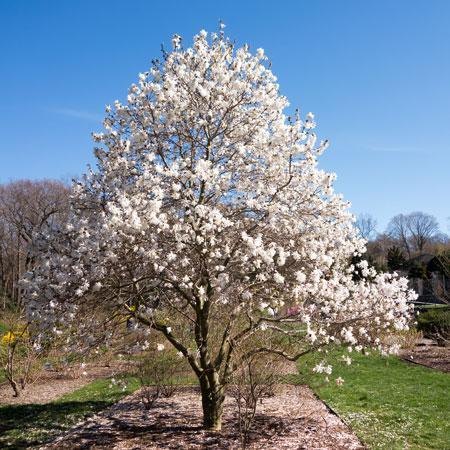 Magnolie stelată (Magnolia stellata)