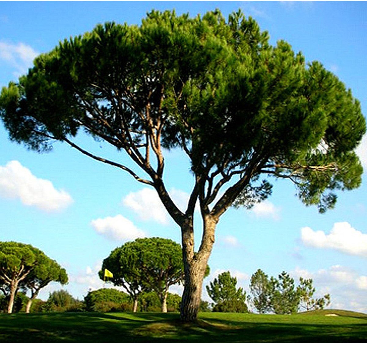 Pin mediteranean (Pinus pinea)