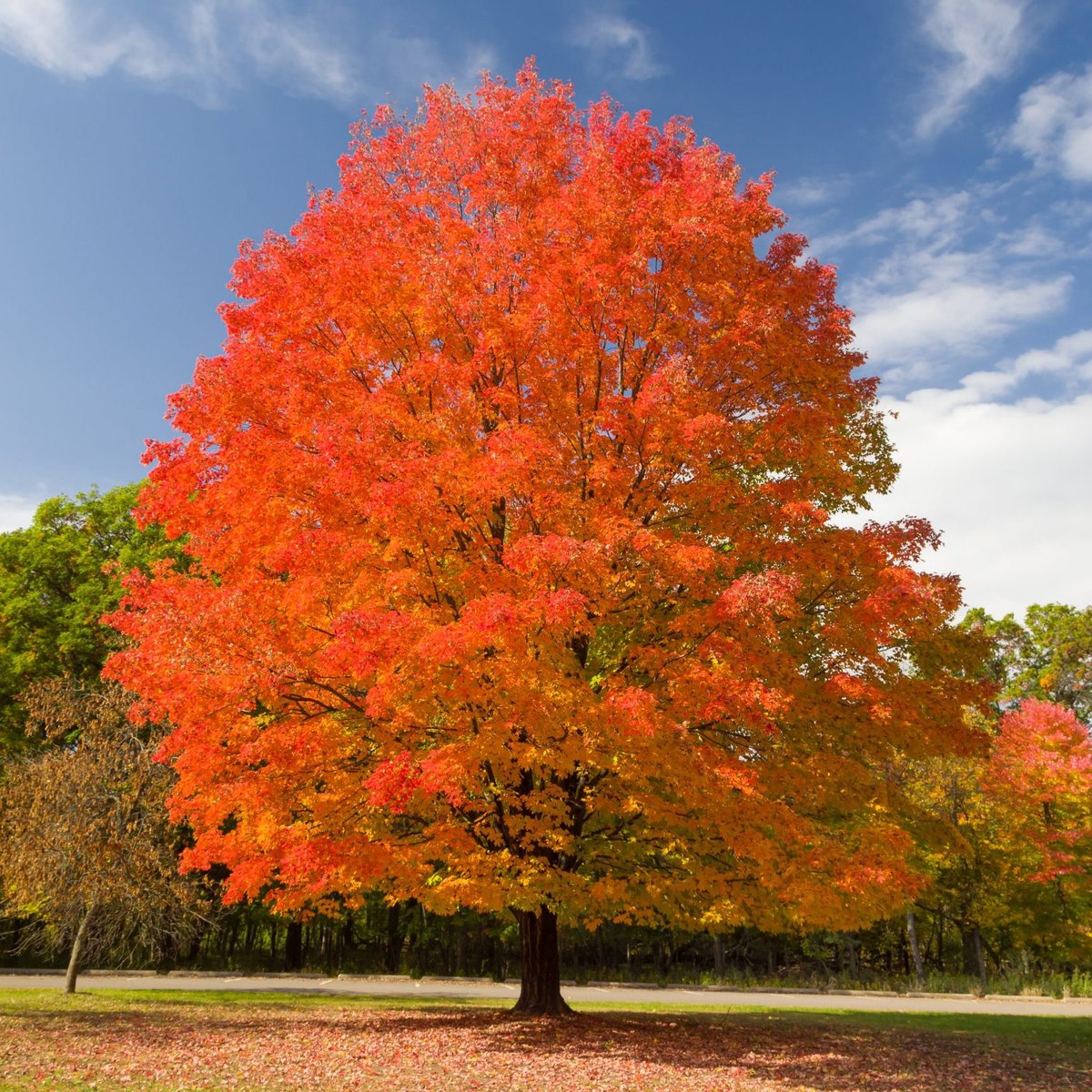 Arțar de zahăr (Acer saccharum)