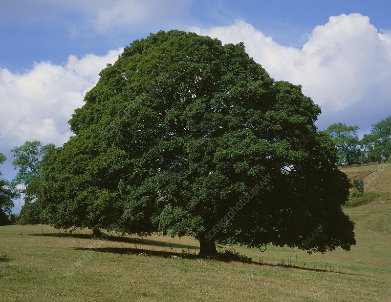 Paltin de munte (Acer pseudoplatanus)