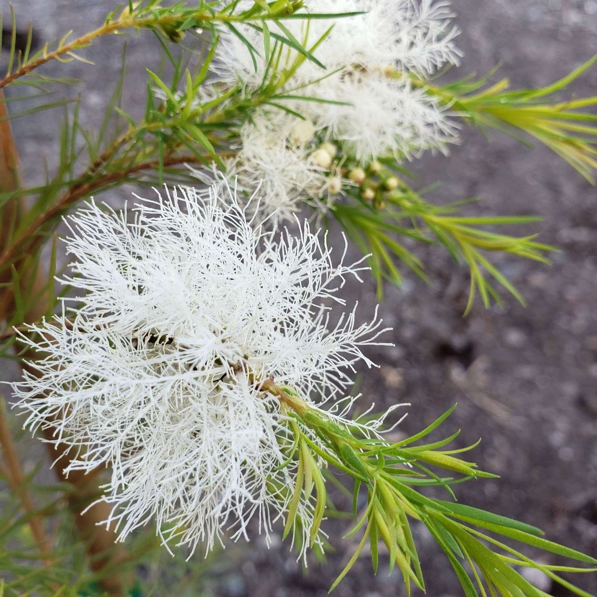 Arbore de ceai (Melaleuca alternifolia)
