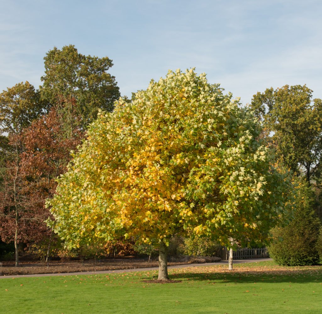 Arbore de lalea (Liriodendron tulipifera)