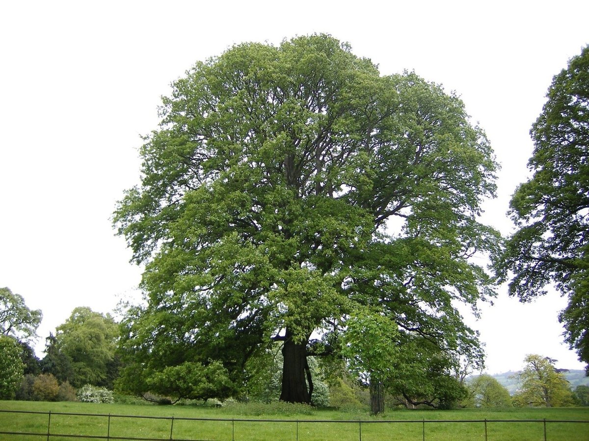 Stejar turcesc (Quercus cerris)
