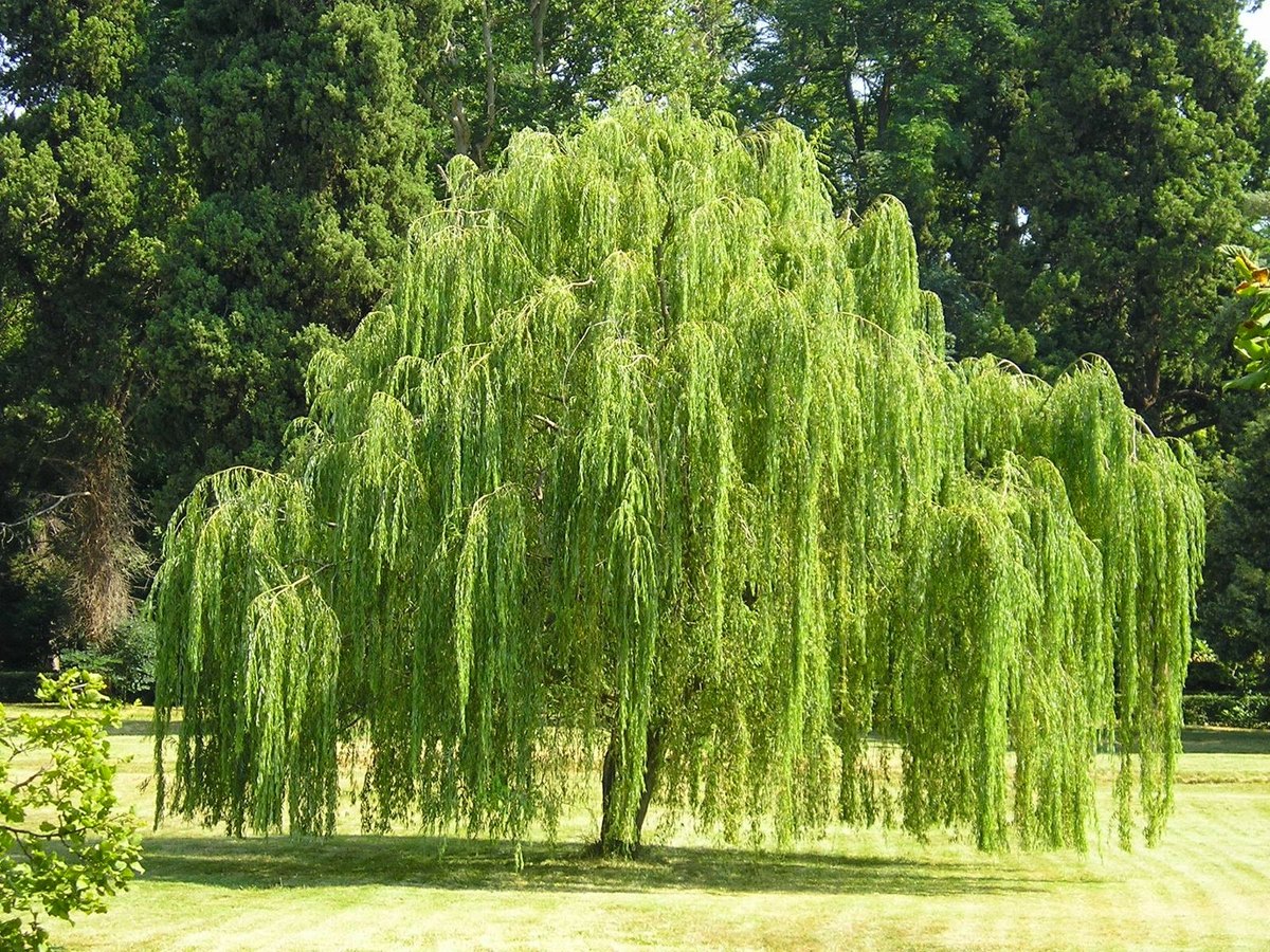 Salcie plângătoare (Salix babylonica)