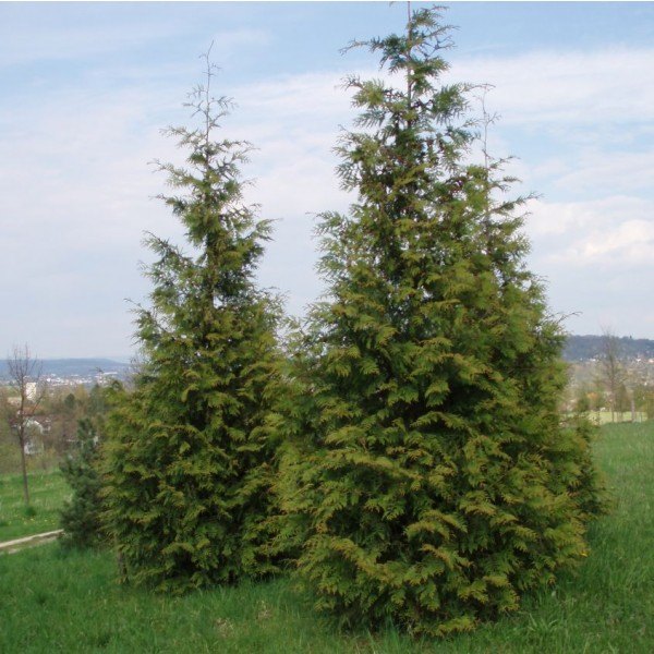 Tuia gigantică (Thuja plicata)