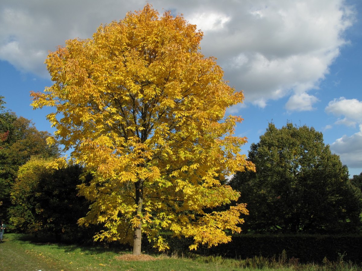 Frasin alb (Fraxinus americana)