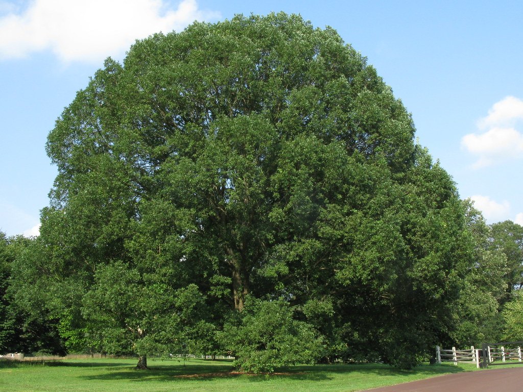 Stejar alb (Quercus alba)