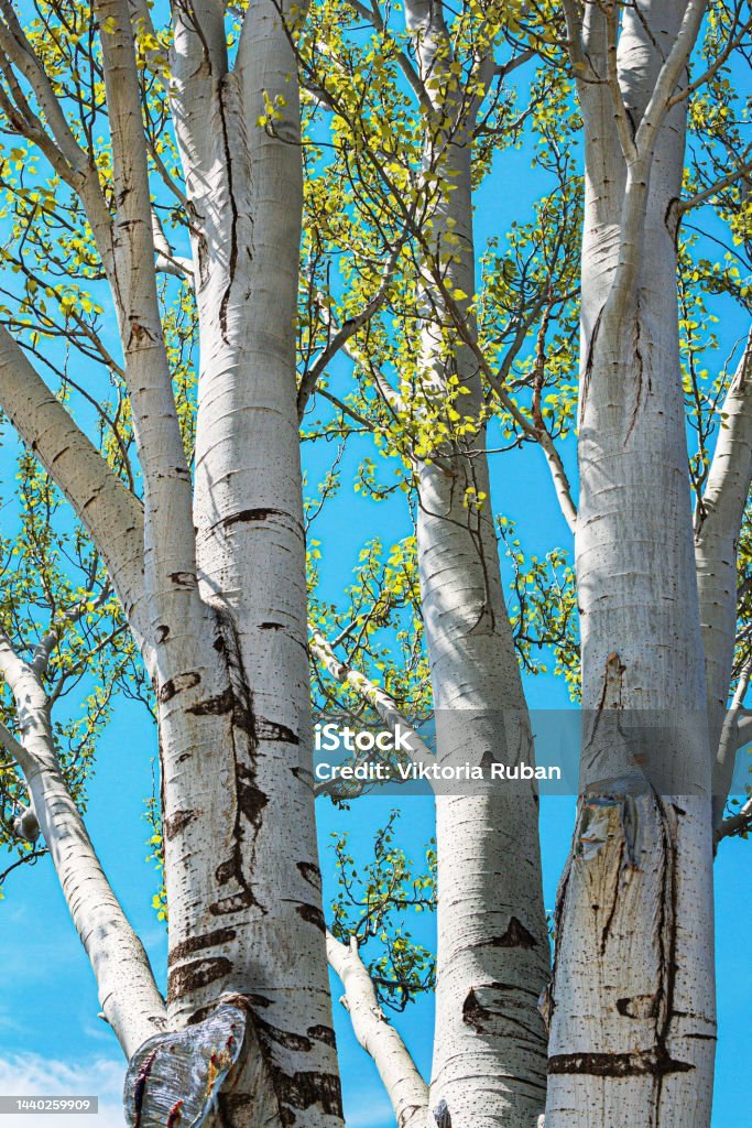 Plop alb (Populus alba)
