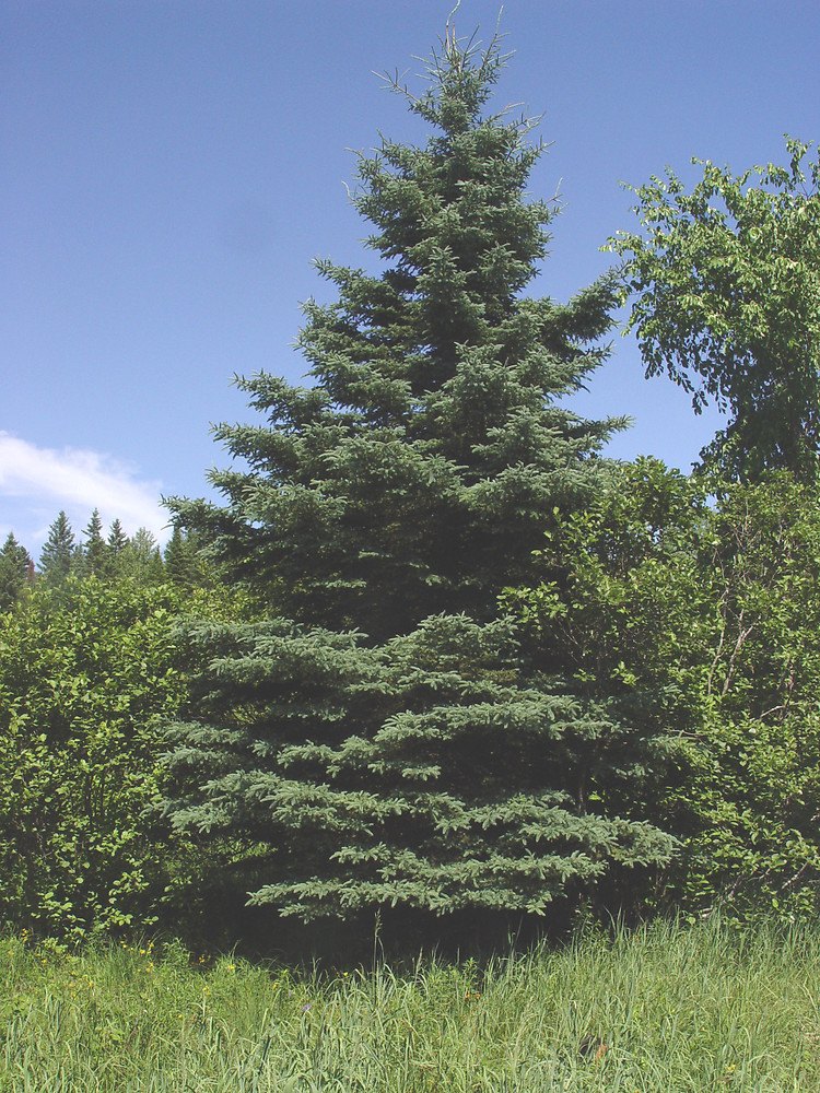 Molid alb (Picea glauca)
