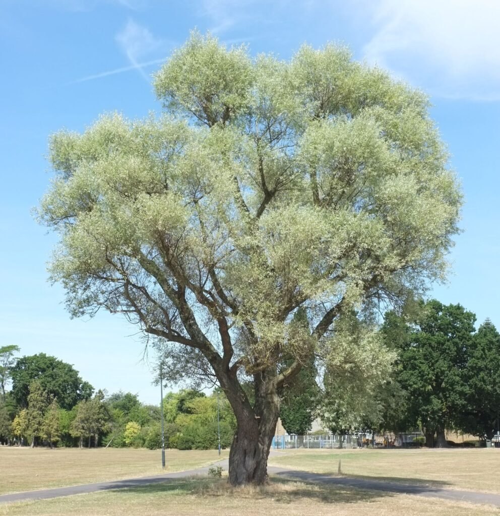 Salcie albă (Salix alba)