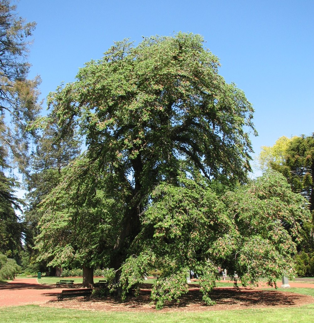 Ulm de munte (Ulmus glabra)
