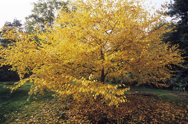 Mesteacăn galben (Betula alleghaniensis)