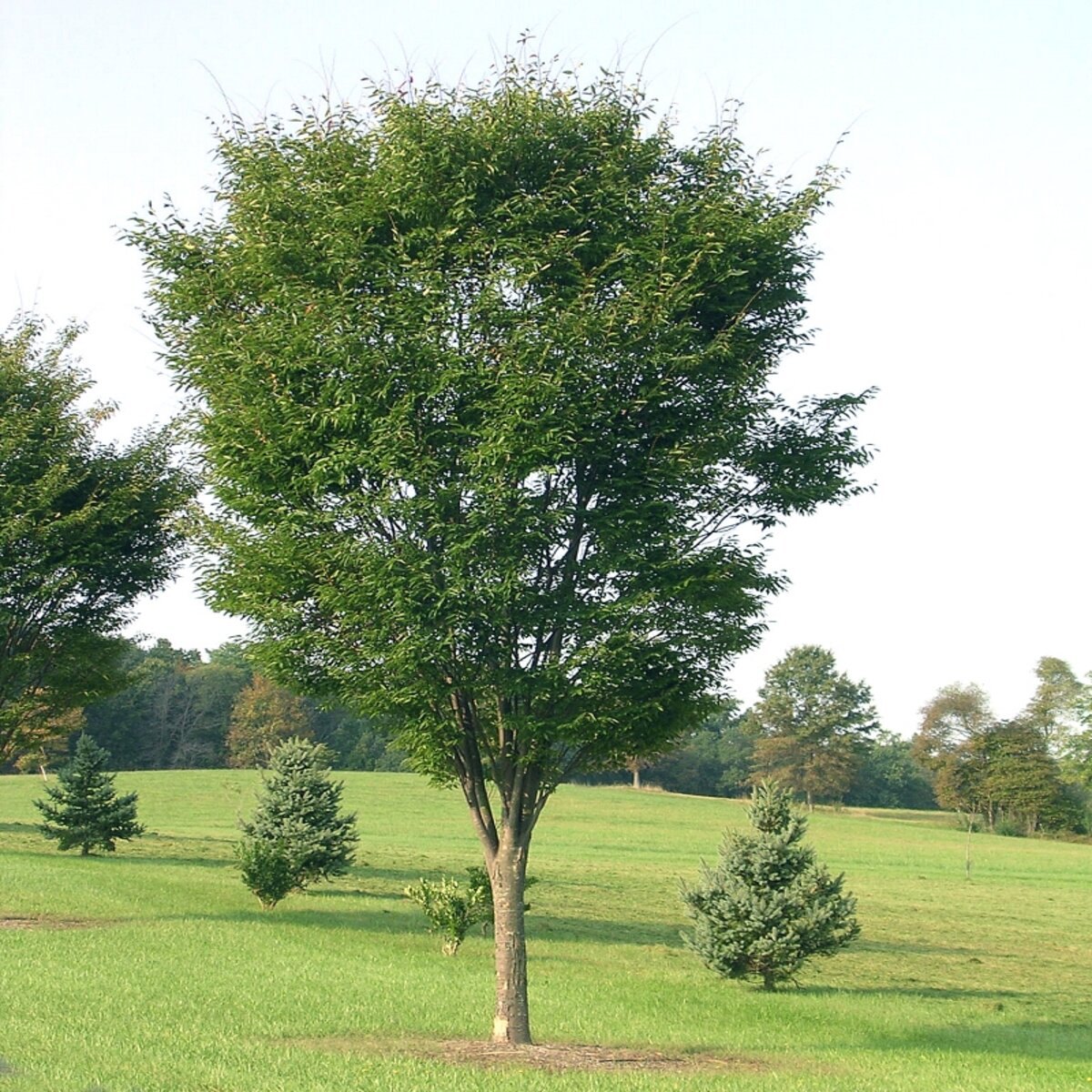 Zelkova (Zelkova serrata)