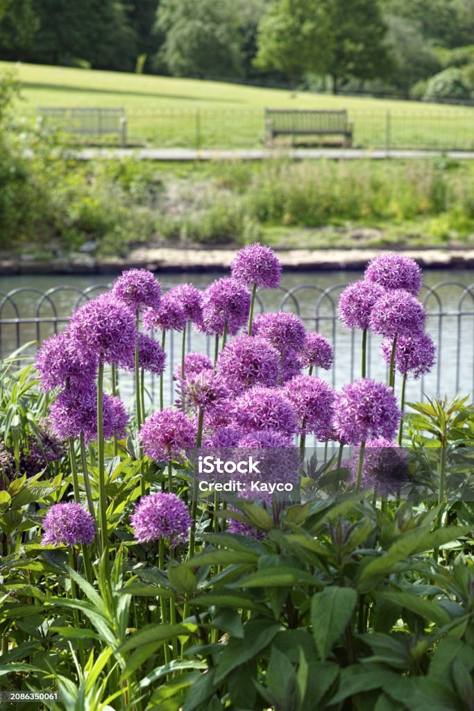 Декоративный лук (Allium giganteum)