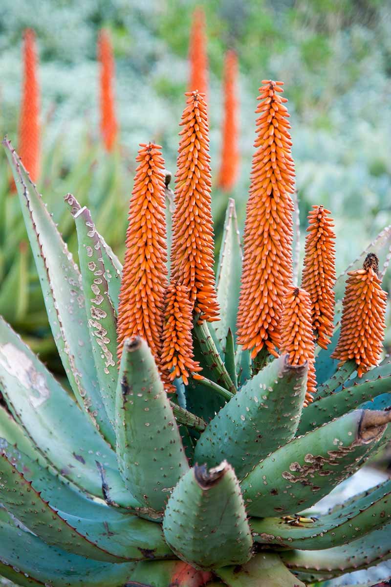 Floare de aloe (Aloe vera)