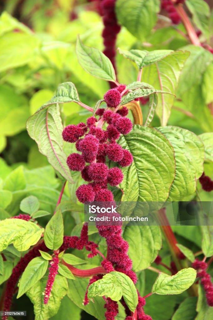Amarant (Amaranthus caudatus)