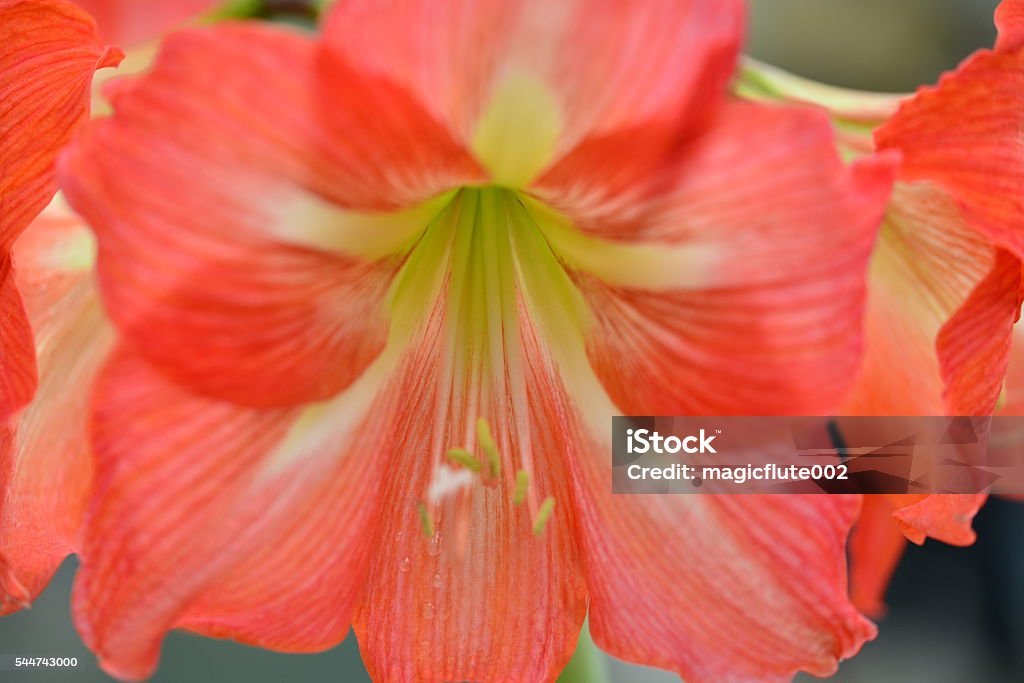 Амариллис (Hippeastrum spp.)