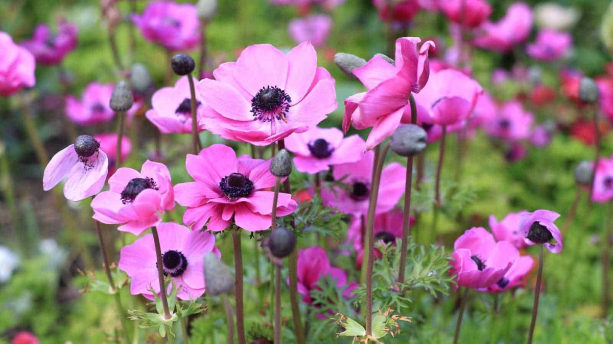 Anemonă (Anemone spp.)