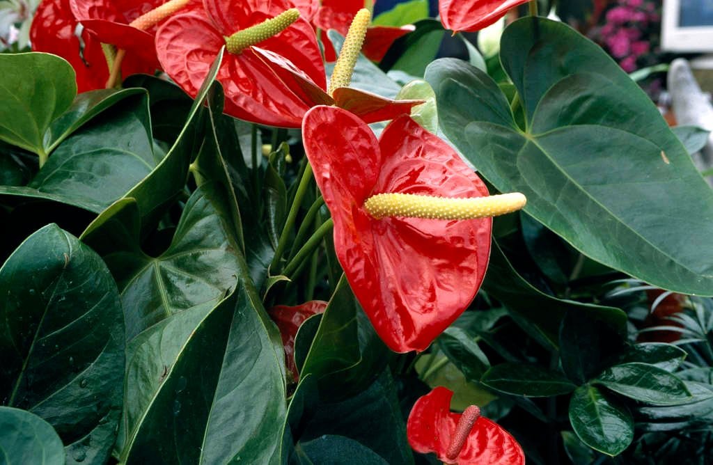 Антуриум (Anthurium andraeanum)