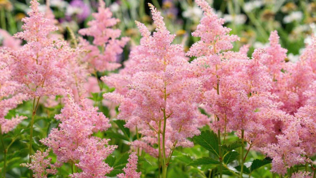 Astilbe (Astilbe spp.)
