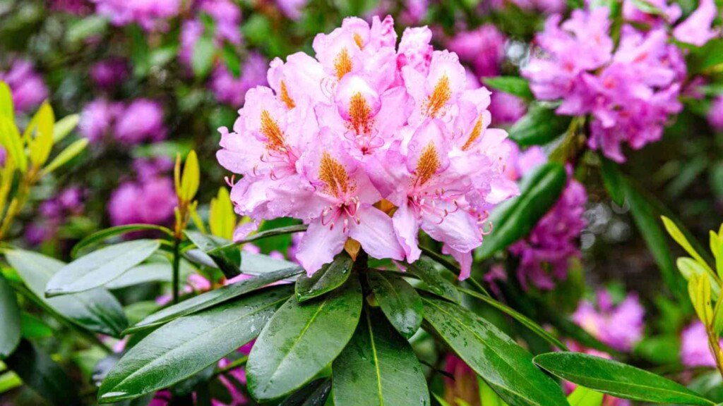 Azalee (Rhododendron spp.)