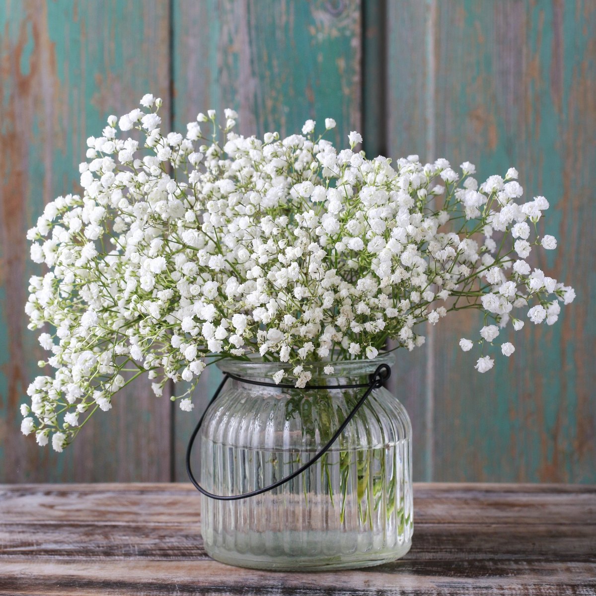 Floarea miresei (Gypsophila paniculata)