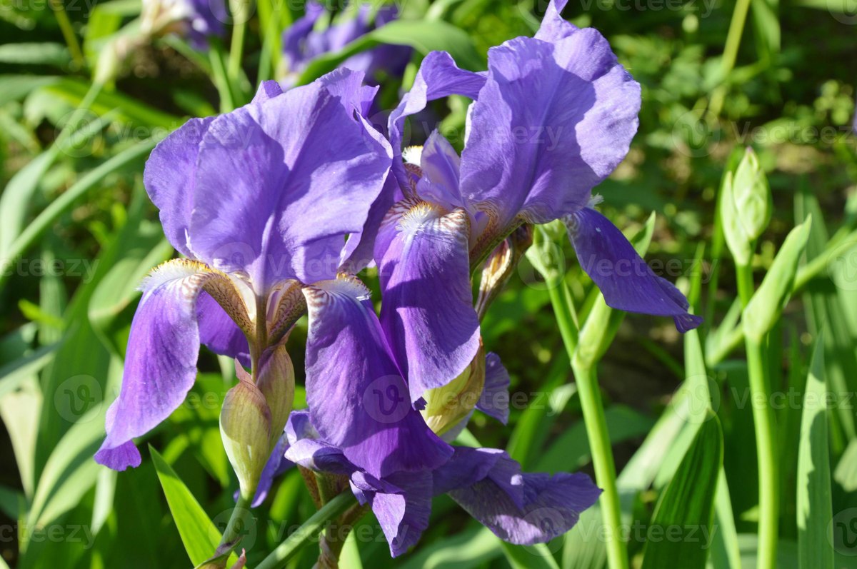 Ирис бородатый (Iris germanica)