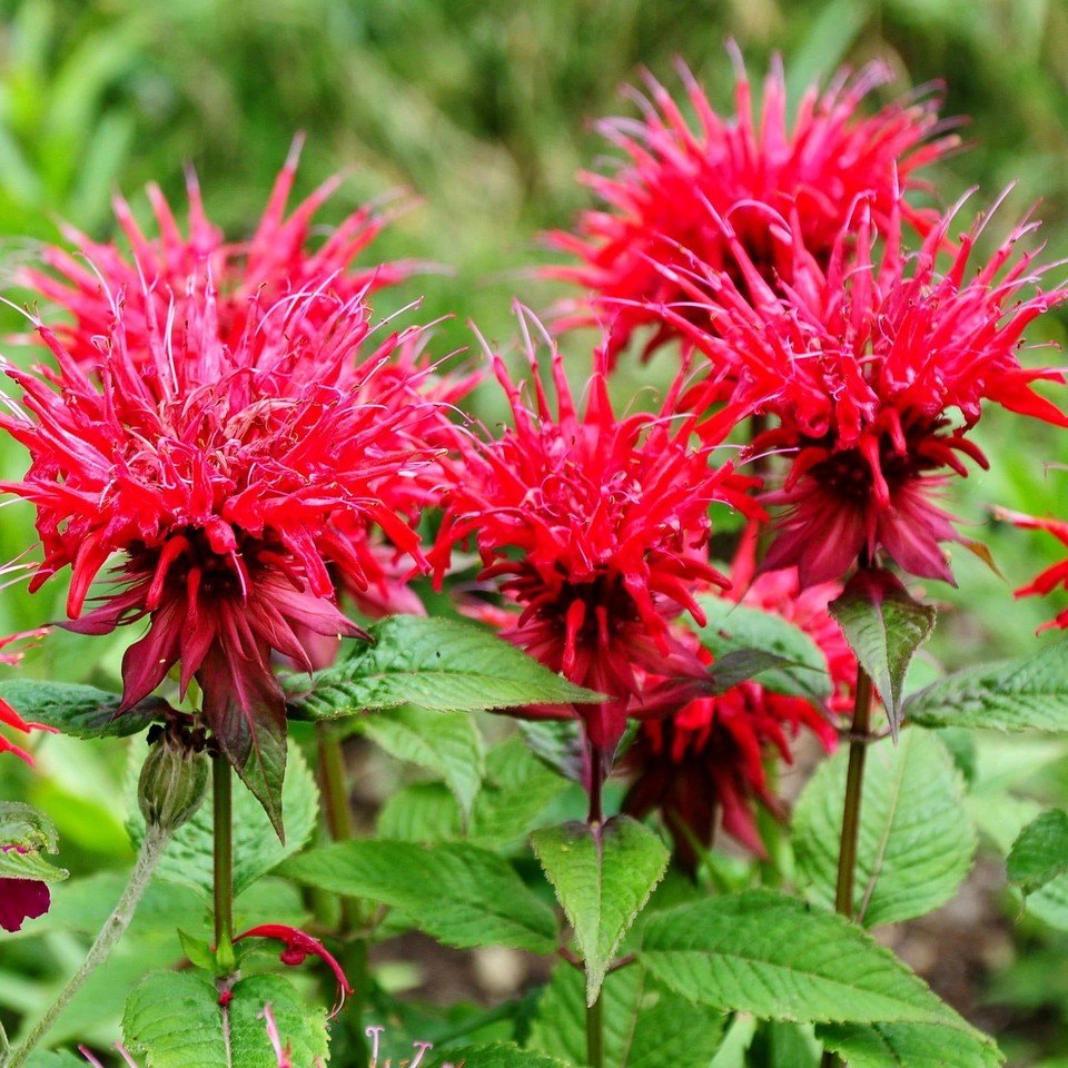 Monarda (Monarda didyma)