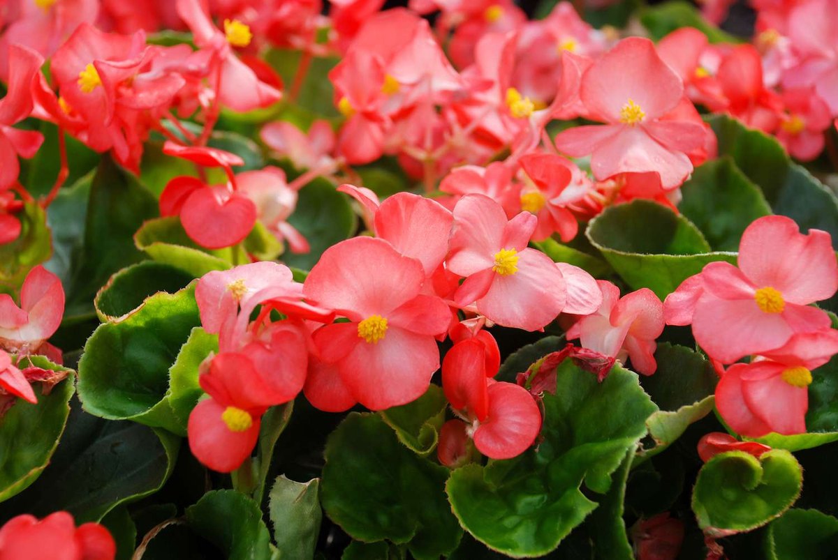 Begonie (Begonia spp.)