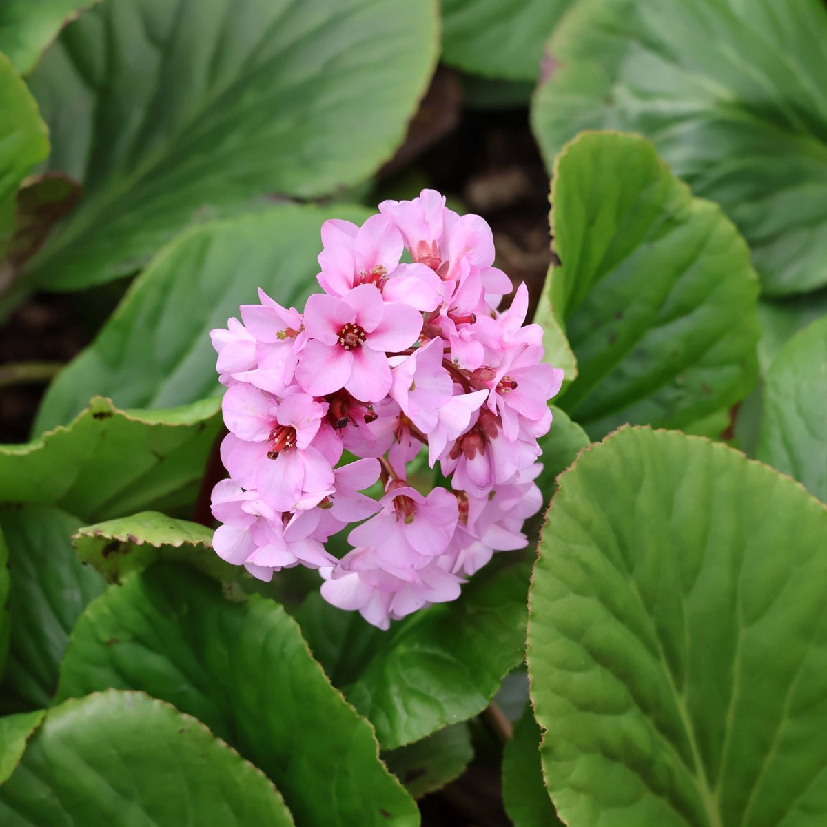 Bergenia (Bergenia cordifolia)