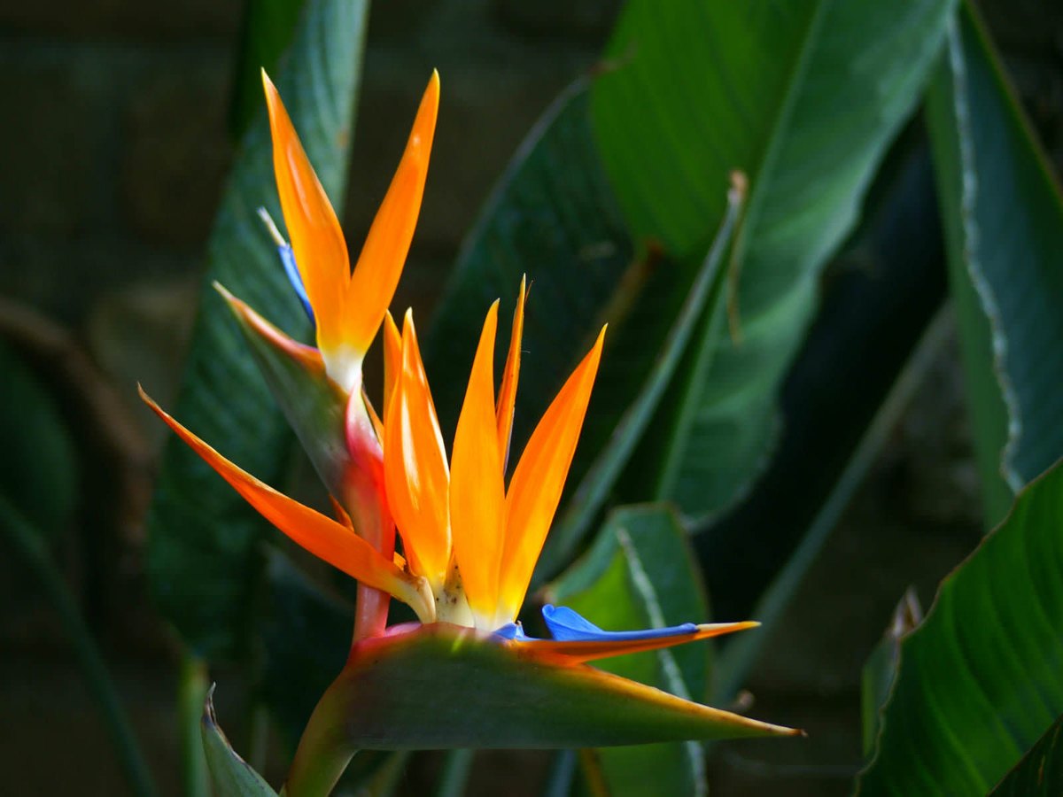 Стрелиция (Strelitzia reginae)