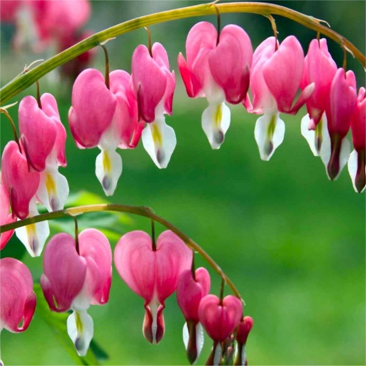 Inimă sângerândă (Lamprocapnos spectabilis)