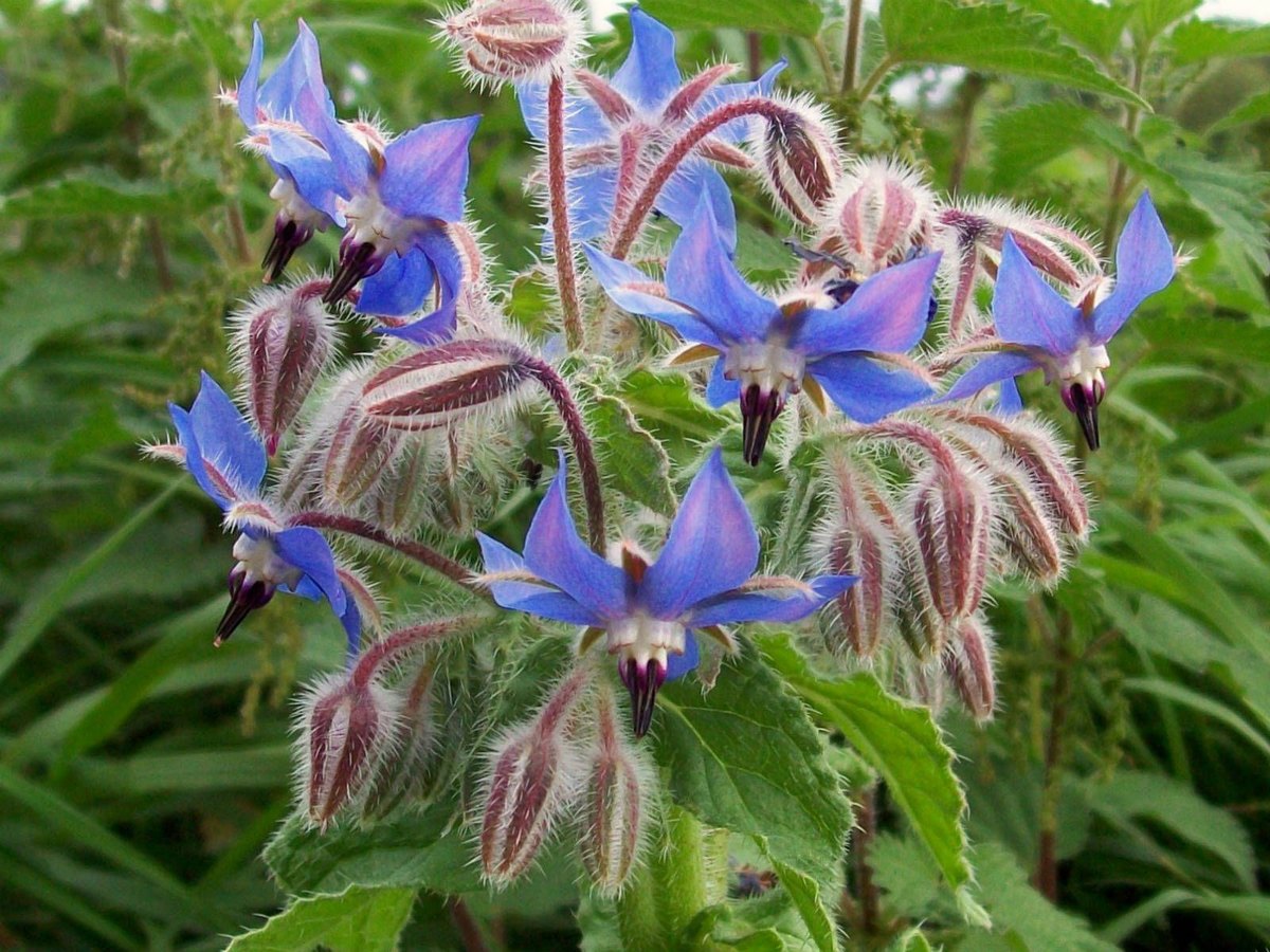 Limba mielului (Borago officinalis)