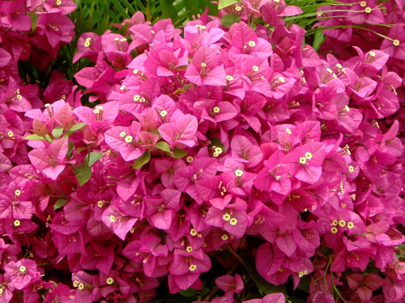 Bougainvillea (Bougainvillea spp.)