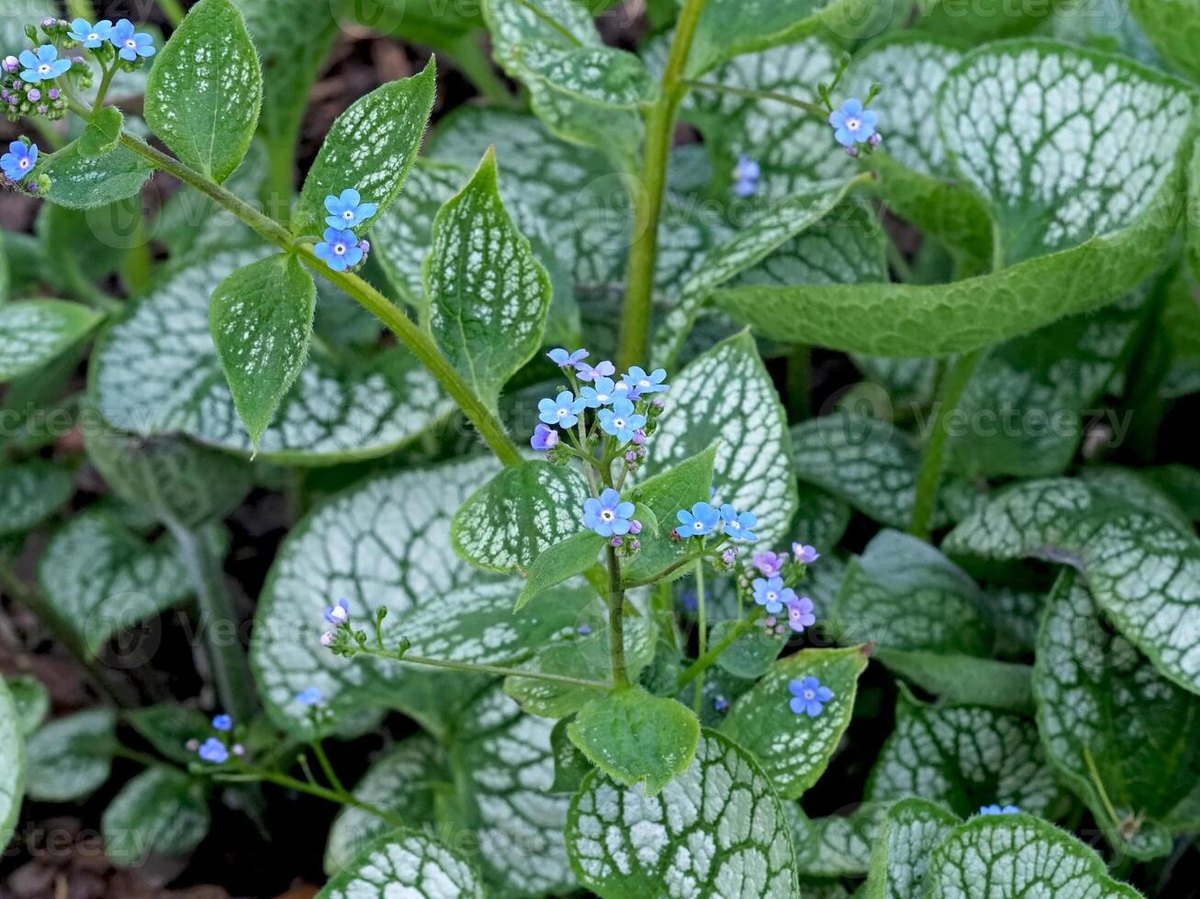 Brunnera (Brunnera macrophylla)