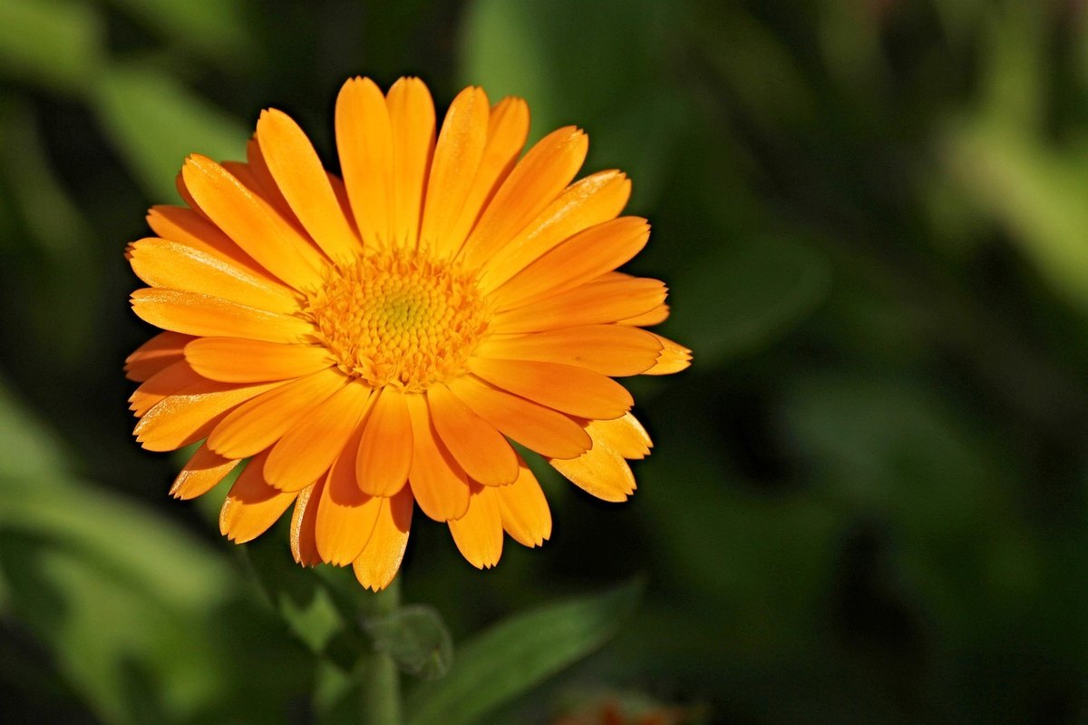 Календула (Calendula officinalis)
