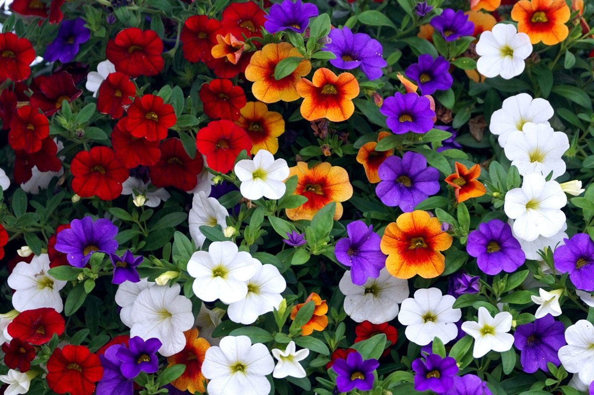 Calibrachoa (Calibrachoa spp.)