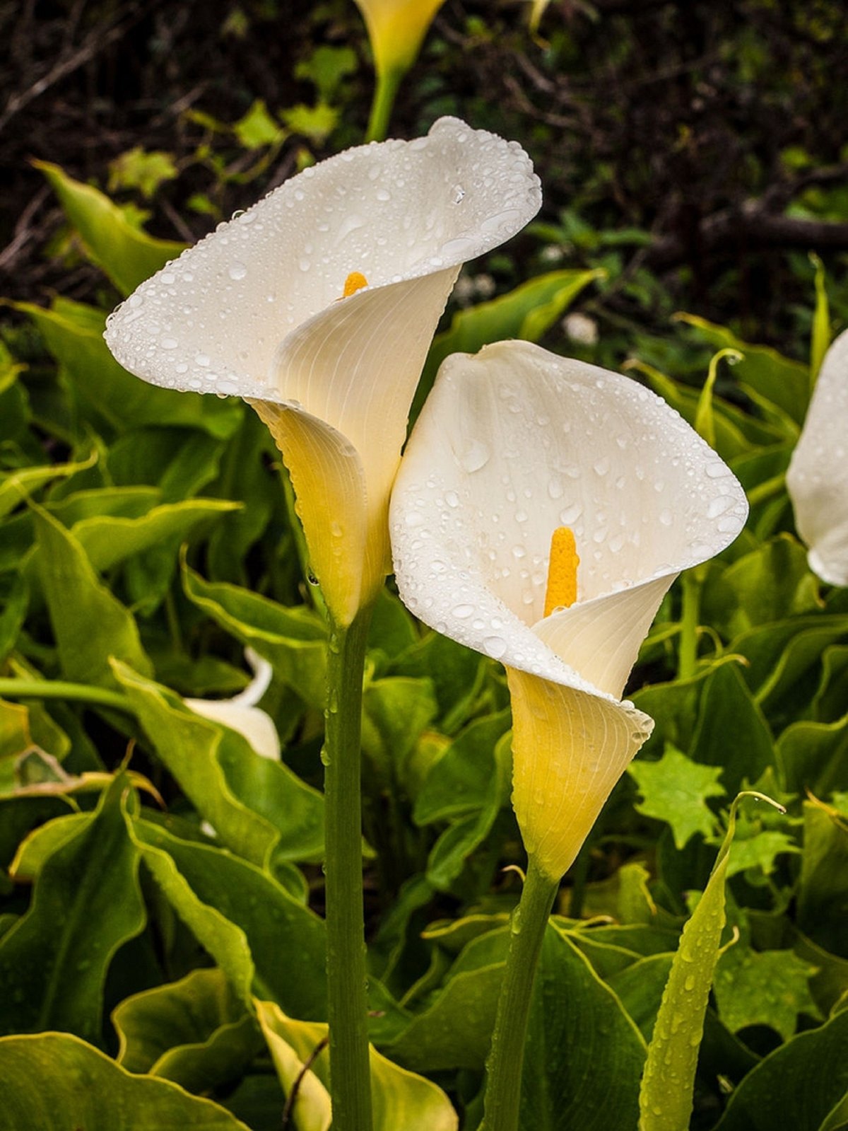 Калла (Zantedeschia aethiopica)