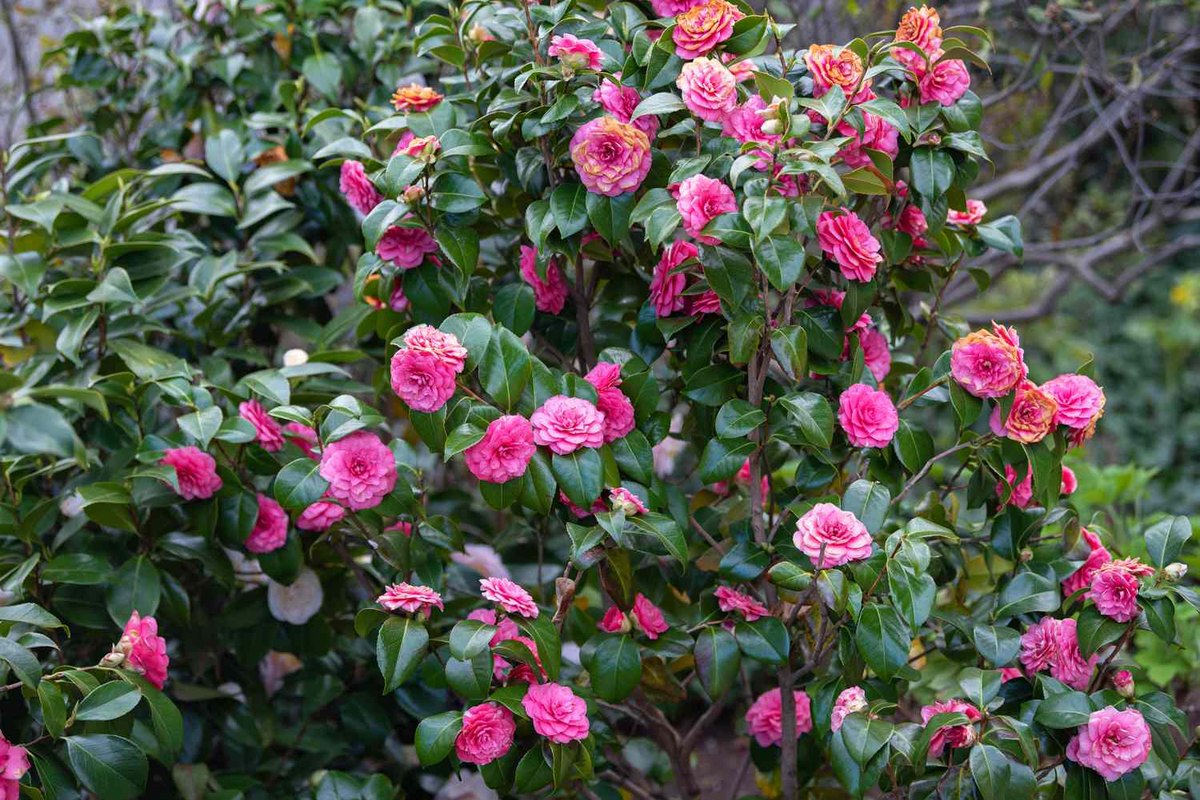 Camelie (Camellia japonica)