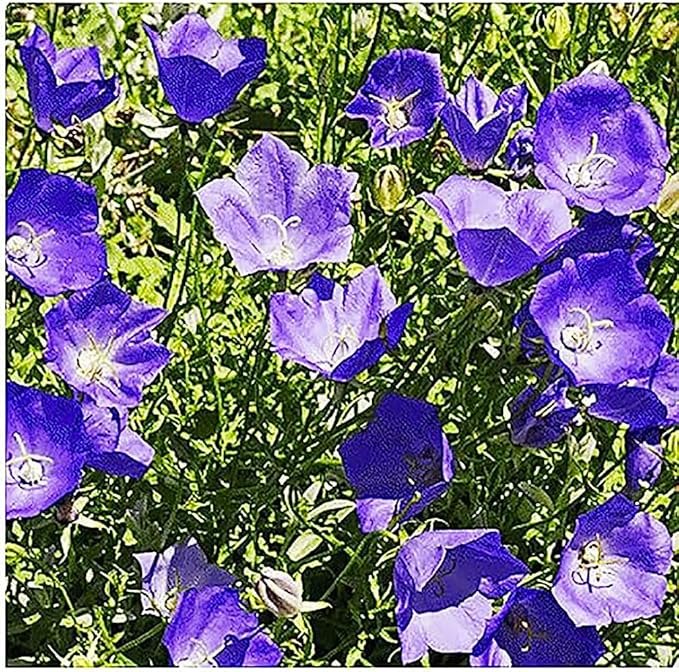 Clopoței (Campanula spp.)