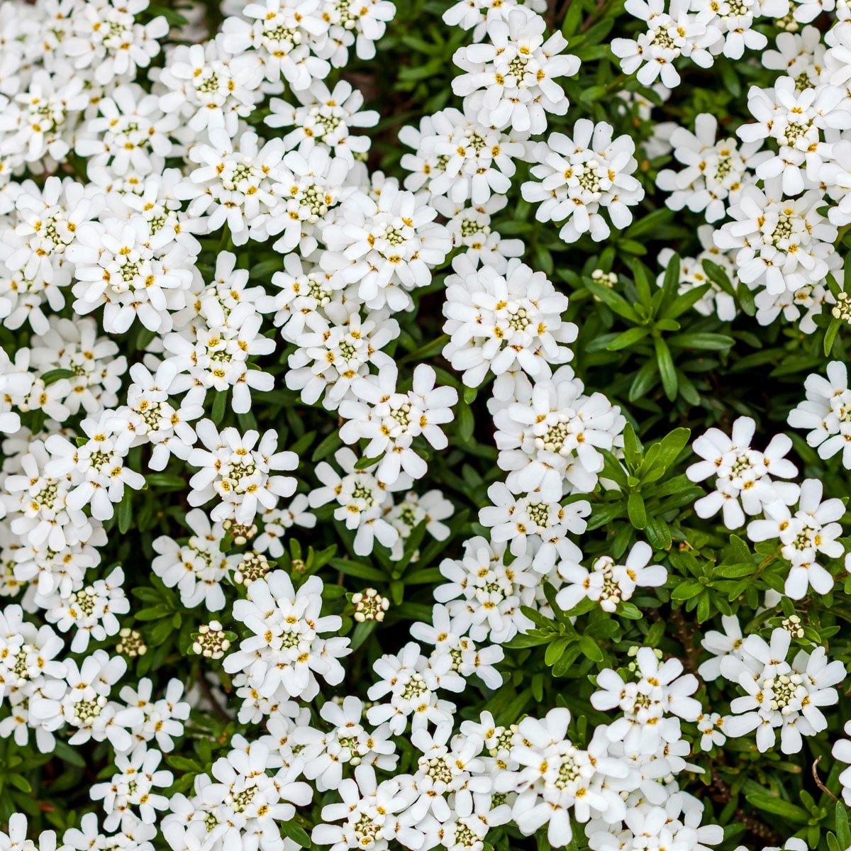 Iberis (Iberis sempervirens)