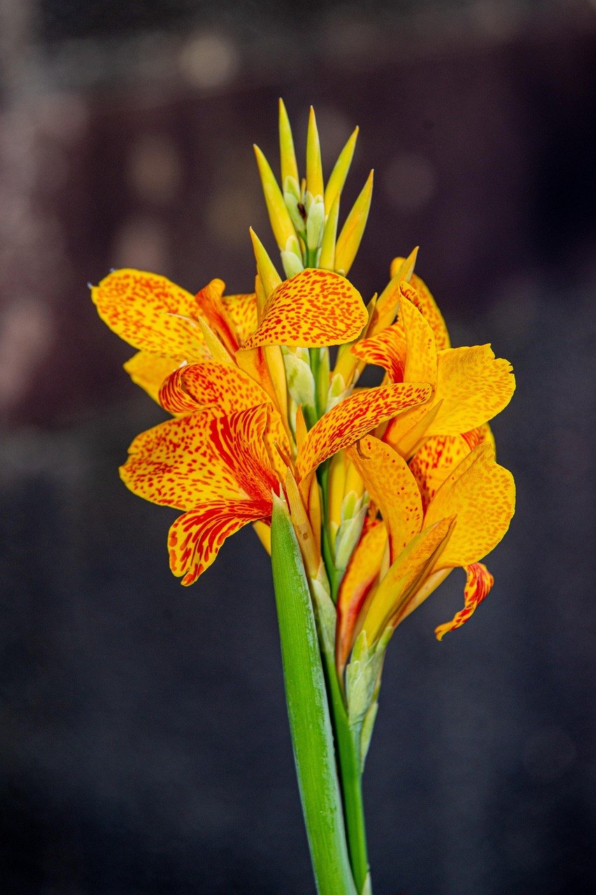 Канна (Canna indica)