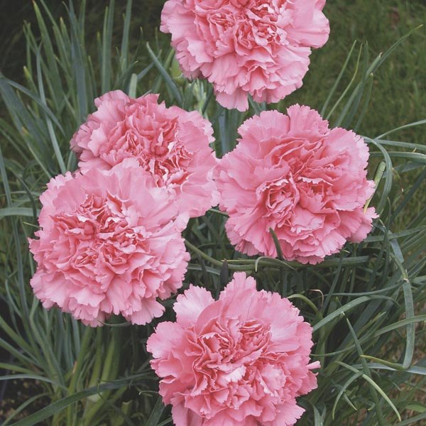 Garoafă de florărie (Dianthus caryophyllus)