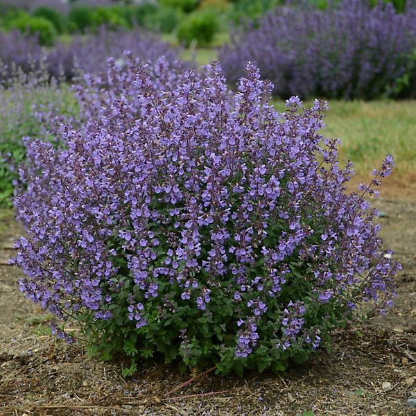 Cătușnică (Nepeta faassenii)