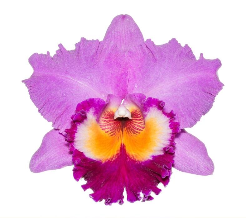 Каттлея (Cattleya spp.)