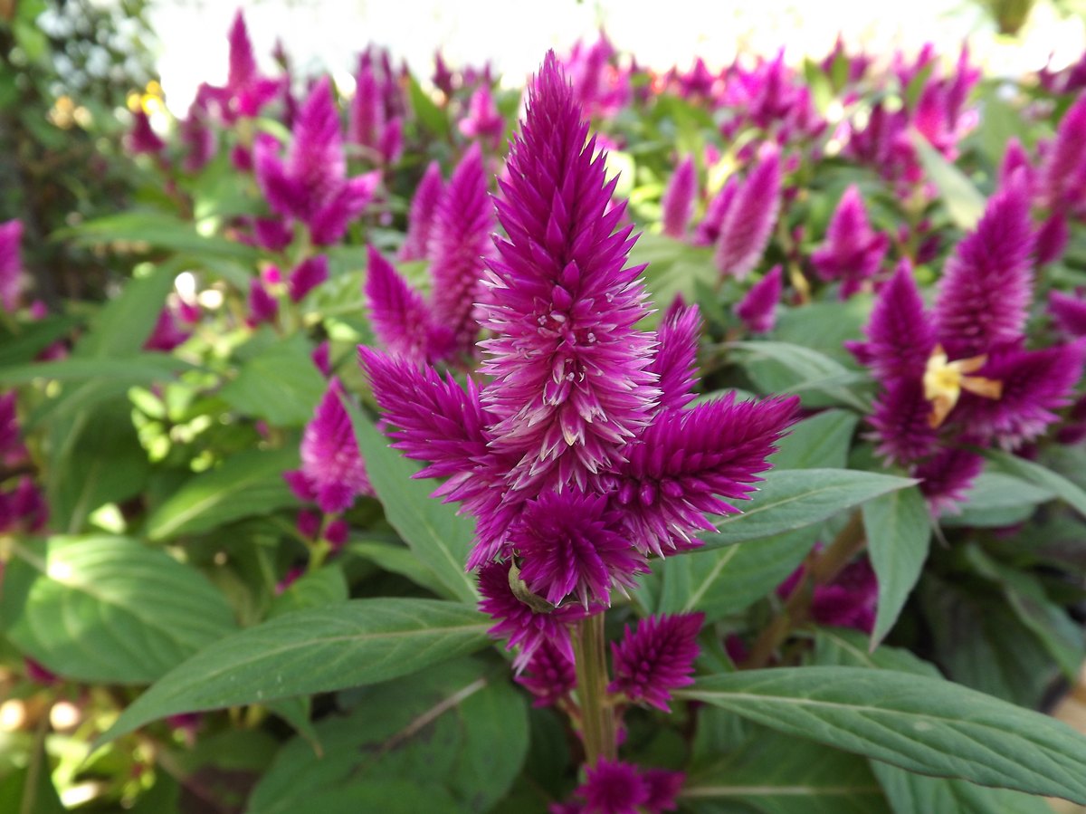 Creasta cocoșului (Celosia argentea)