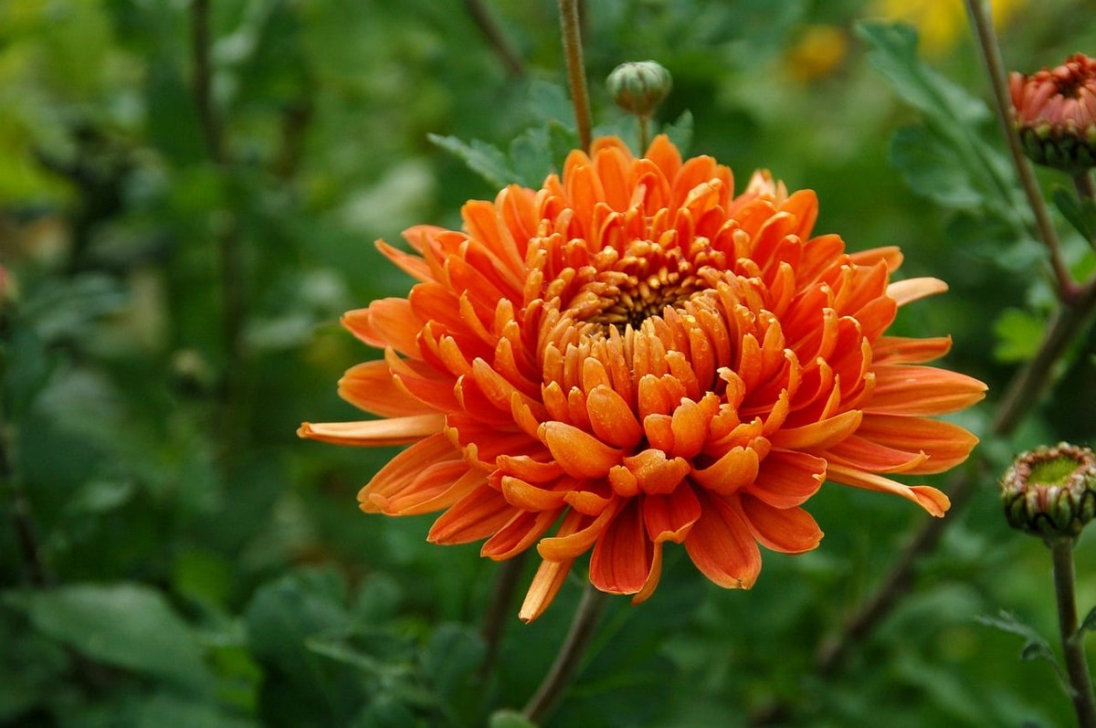 Хризантема (Chrysanthemum spp.)