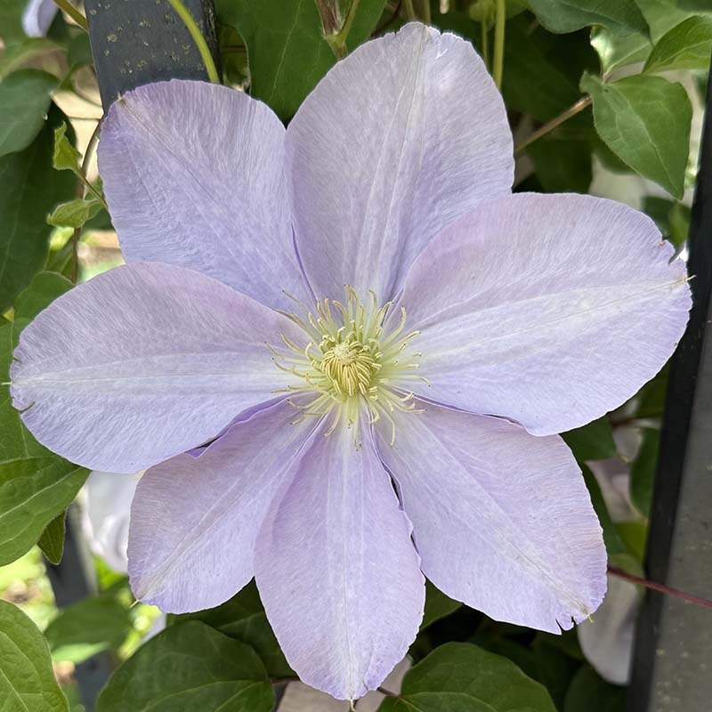 Clematis (Clematis spp.)